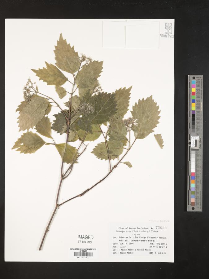 Hydrangea hirta image