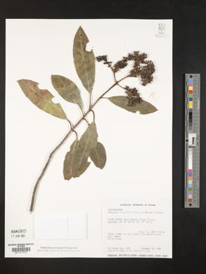 Hydrangea integrifolia image