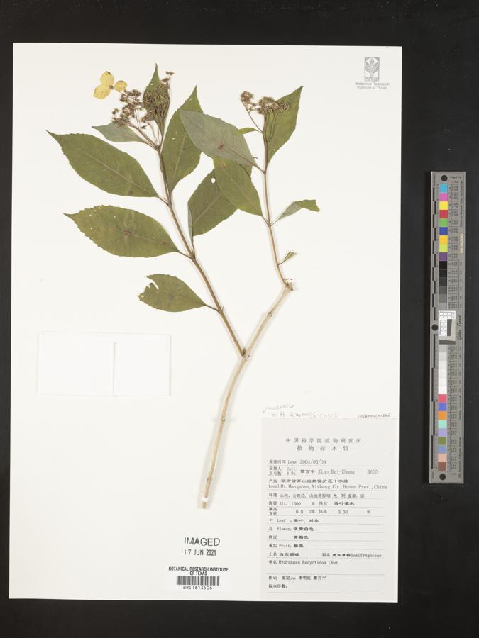 Hydrangea kwangsiensis image