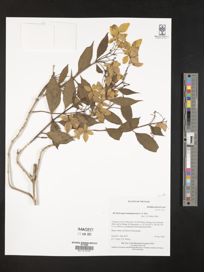 Hydrangea mangshanensis image