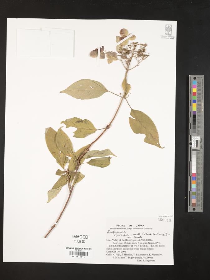 Hydrangea macrophylla subsp. serrata image