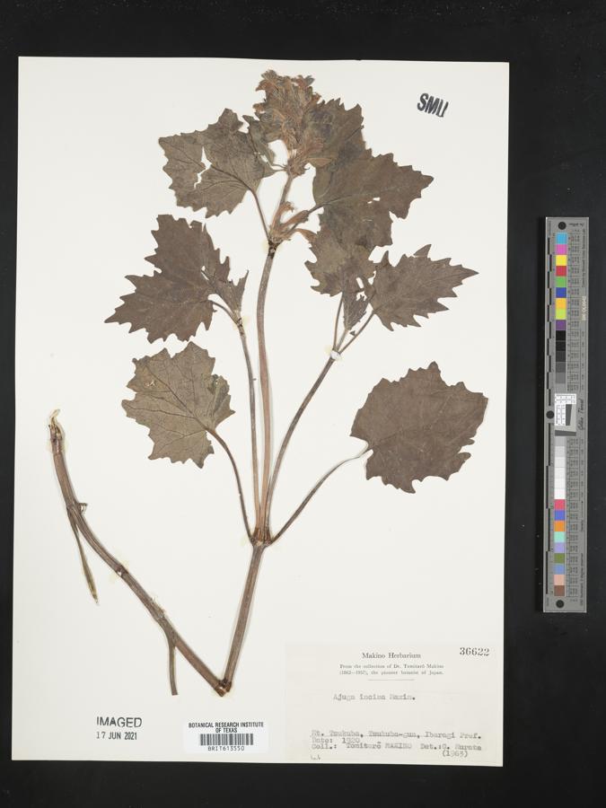 Ajuga incisa image
