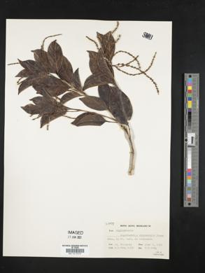 Image of Engelhardtia chrysolepis