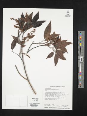 Engelhardia roxburghiana image