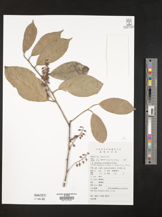 Itea chinensis image