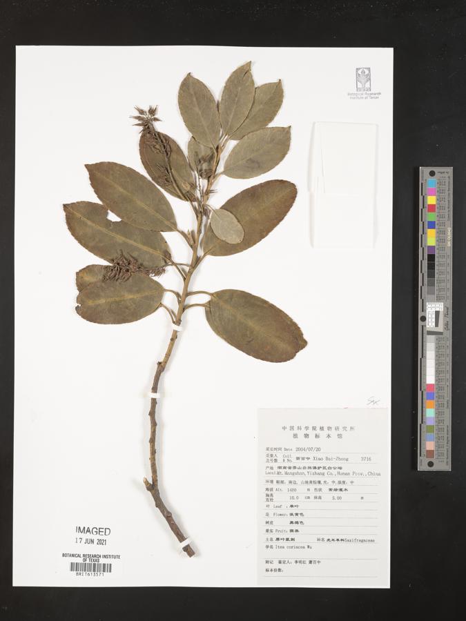 Itea coriacea image