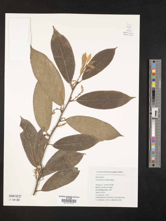 Itea glutinosa image