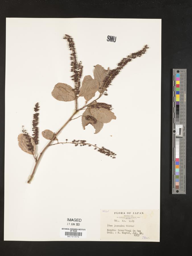 Itea japonica image
