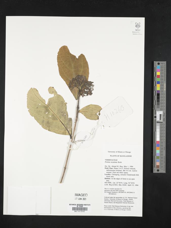 Premna esculenta image