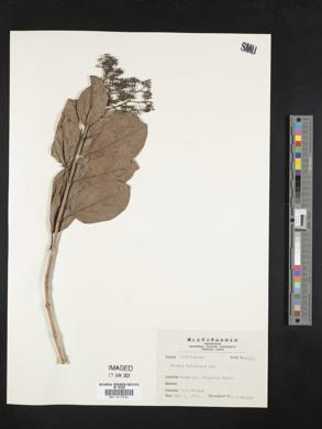 Premna microphylla image