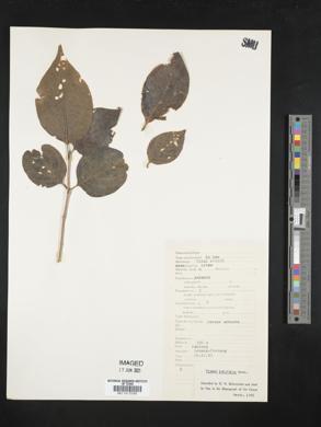 Image of Premna latifolia