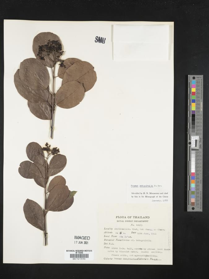 Premna obtusifolia image