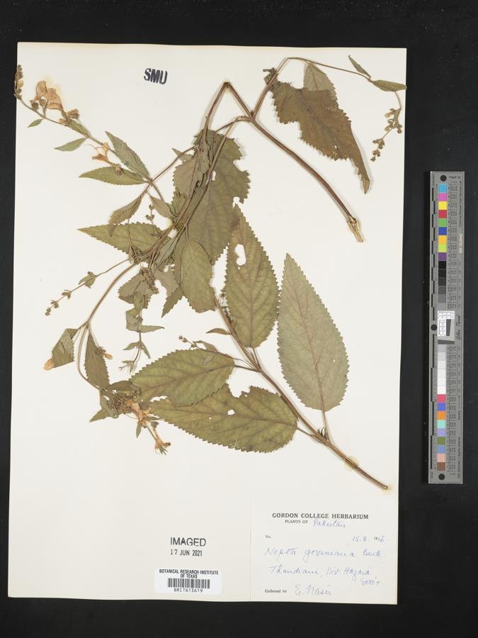 Nepeta govaniana image