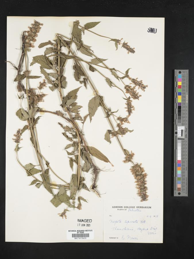 nepeta laevigata image