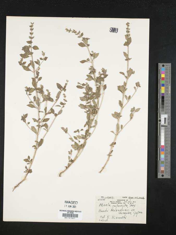 Mosla japonica image