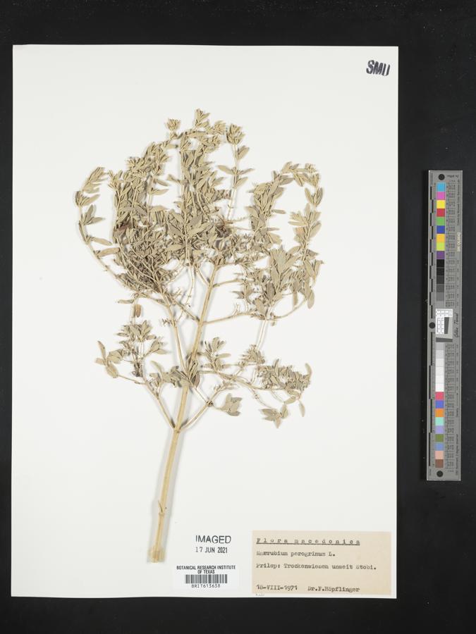 Marrubium peregrinum image