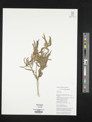 Leucas aspera image
