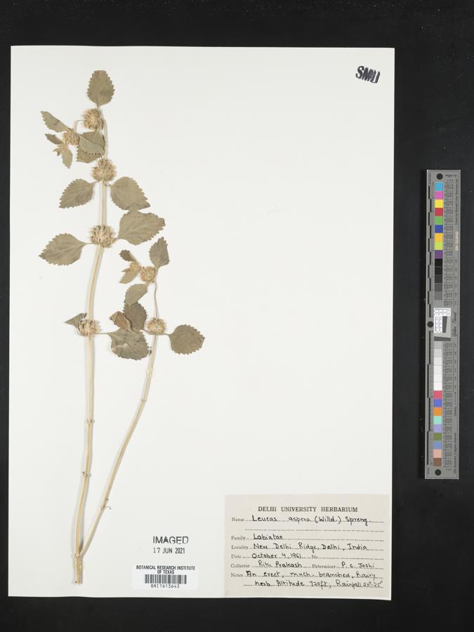 Leucas aspera image