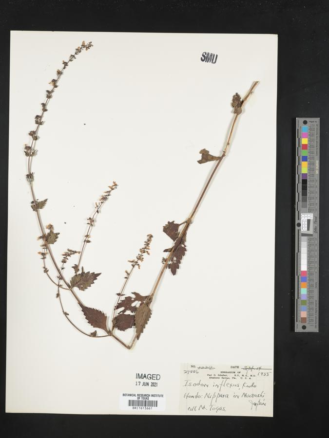 Isodon inflexus image