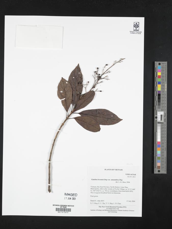 Gmelina chinensis image