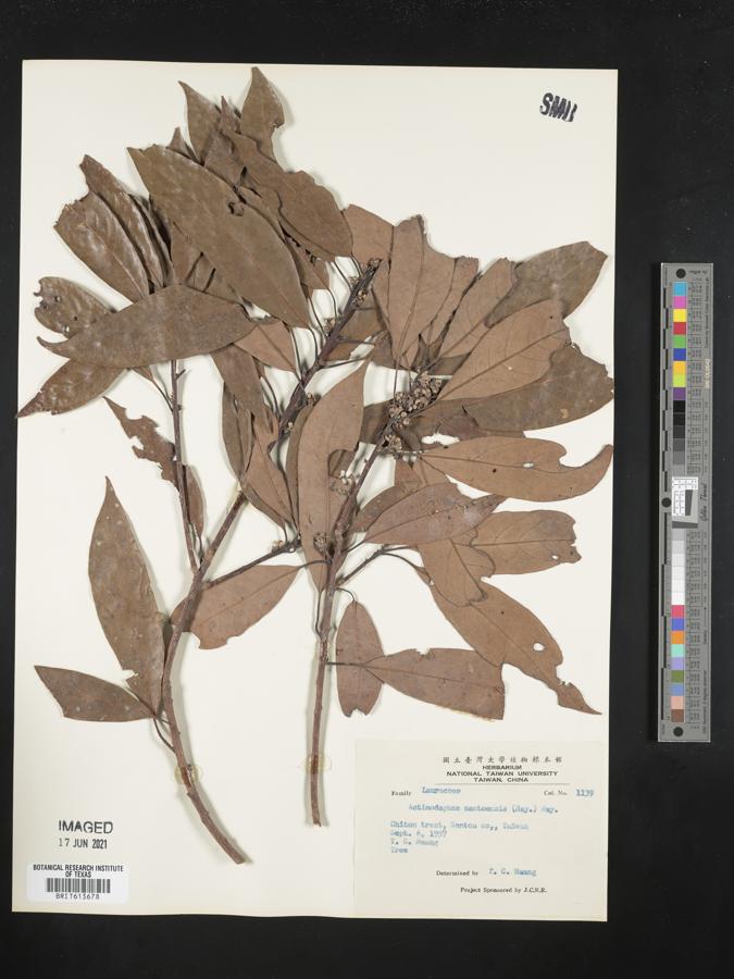 Actinodaphne longifolia image