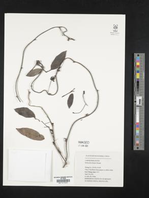 Holboellia angustifolia image