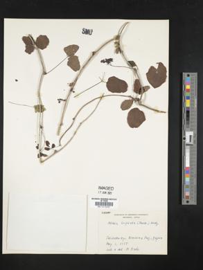 Akebia trifoliata image