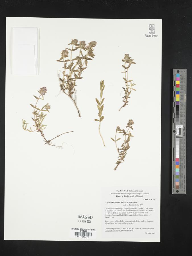 Thymus tiflisiensis image