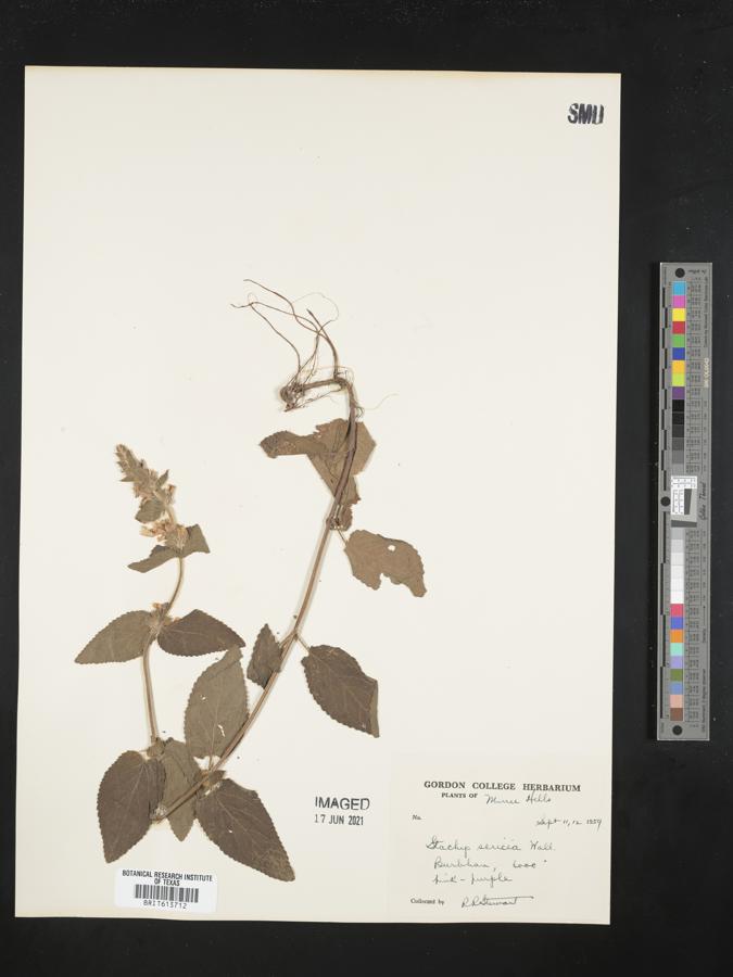 Stachys sericea image