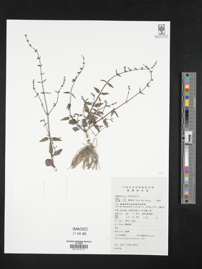 Scutellaria barbata image