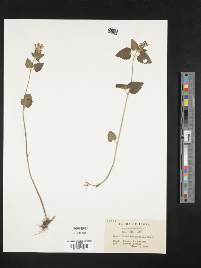 Scutellaria brachyspica image