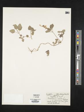 Scutellaria indica f. parvifolia image