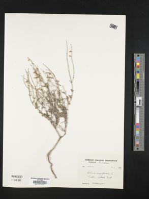 Salvia aegyptiaca image