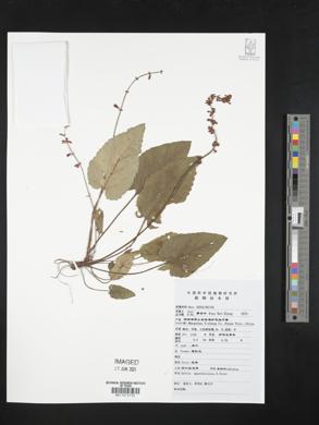 Image of Salvia appendiculata