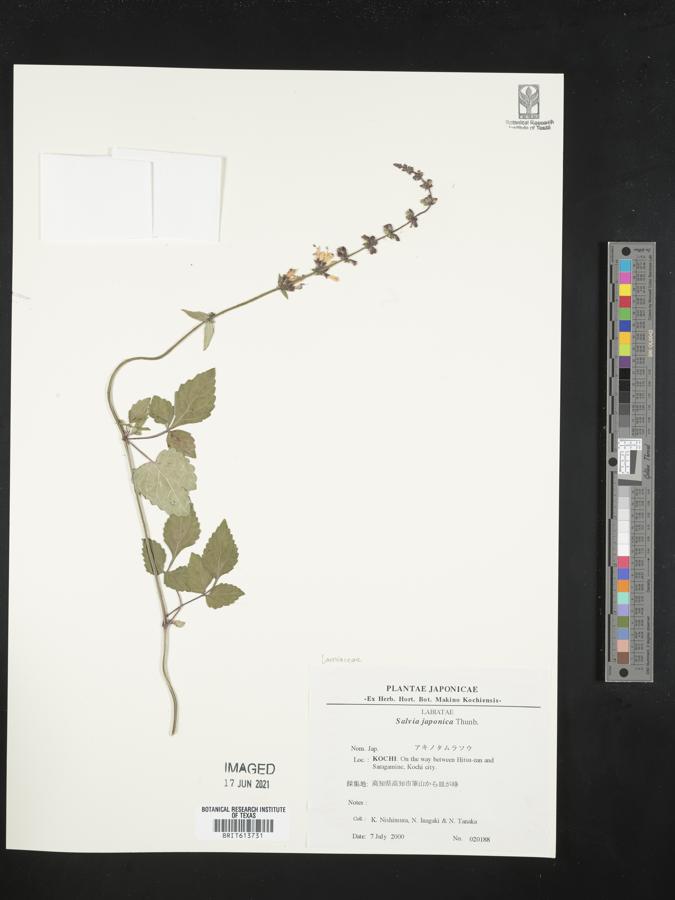 Salvia japonica image