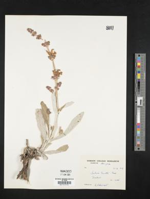 Salvia lanata image