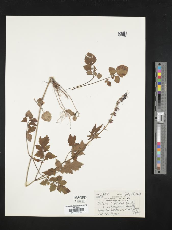 Salvia lutescens image