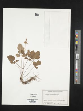 Salvia lutescens image