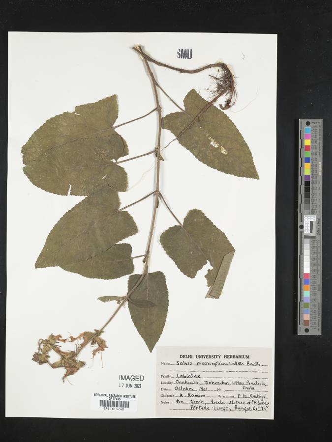 Salvia moorcroftiana image