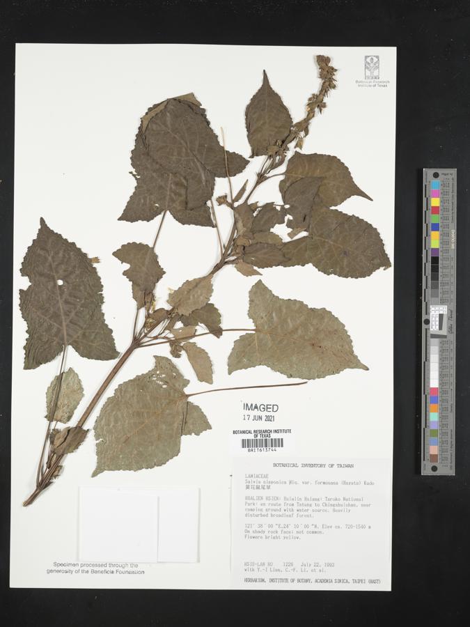 Salvia japonica var. formosana image