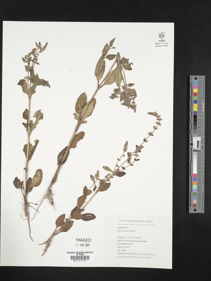 Salvia plebeia image