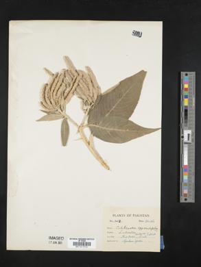 Colebrookea oppositifolia image