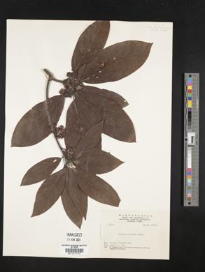 Lindera megaphylla image