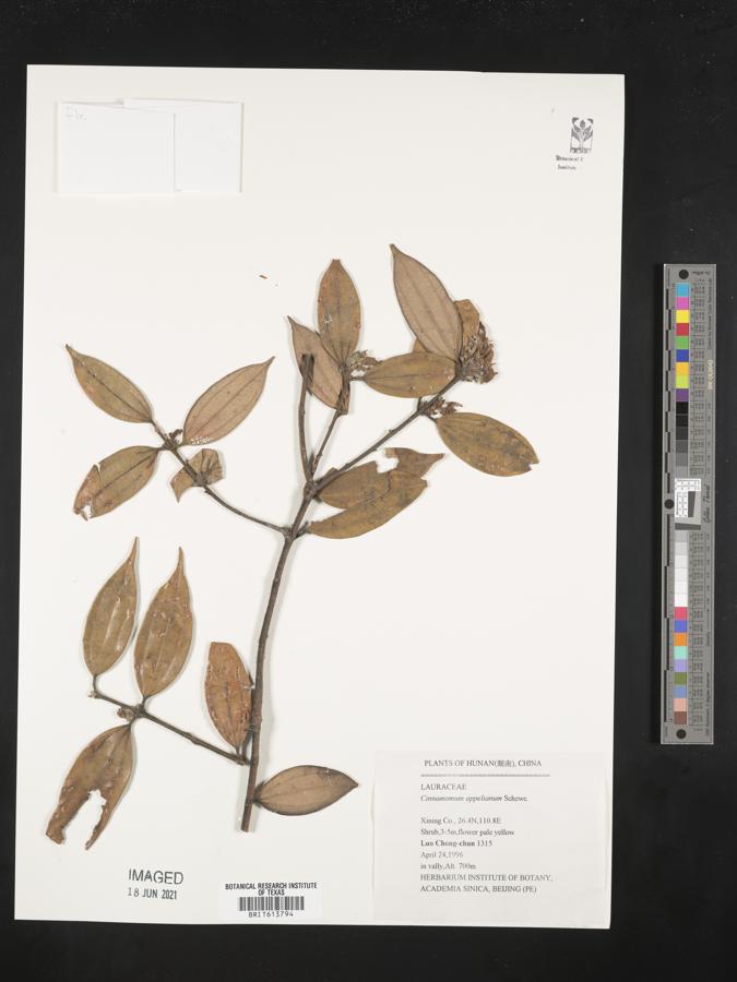 Cinnamomum appelianum image