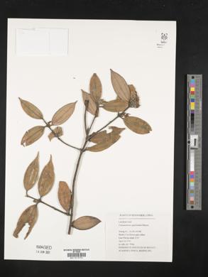 Cinnamomum appelianum image