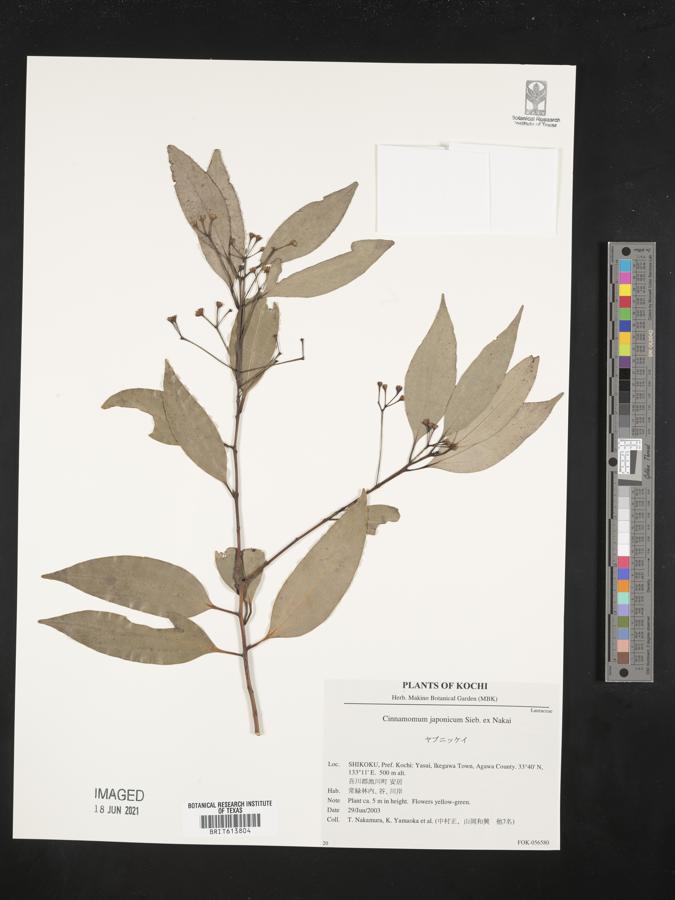 Cinnamomum yabunikkei image