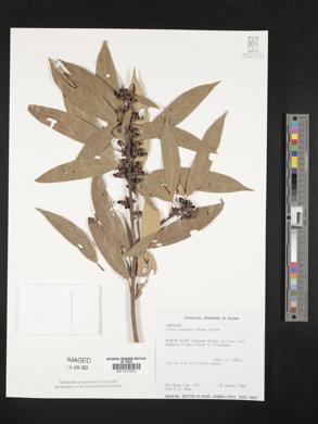 Image of Litsea acuminata