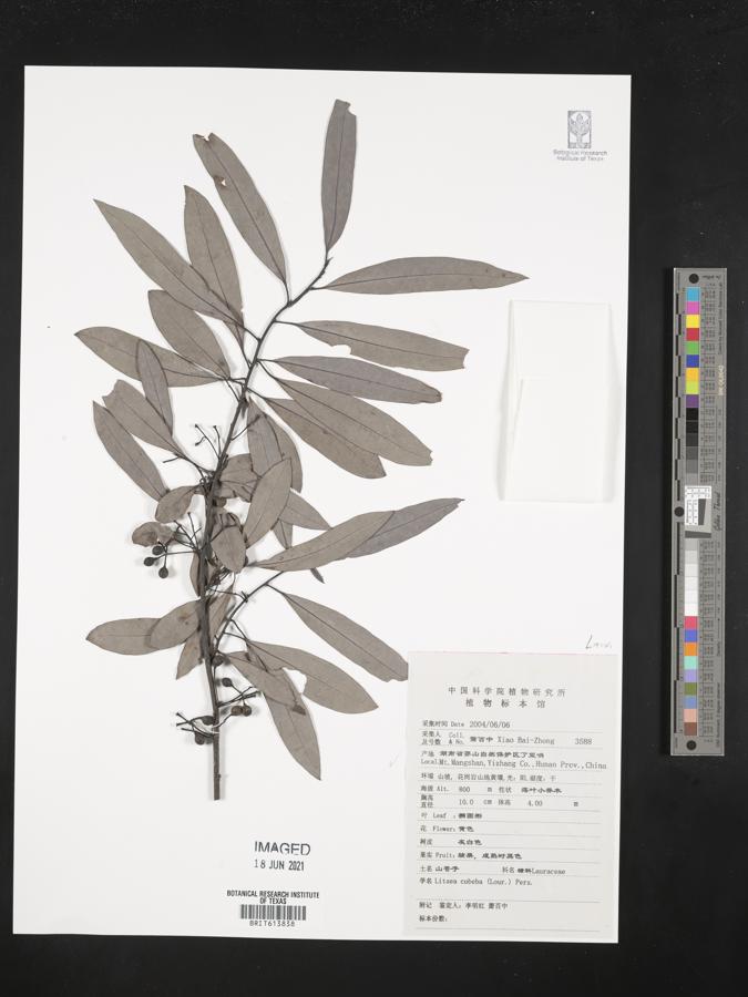 Litsea cubeba image