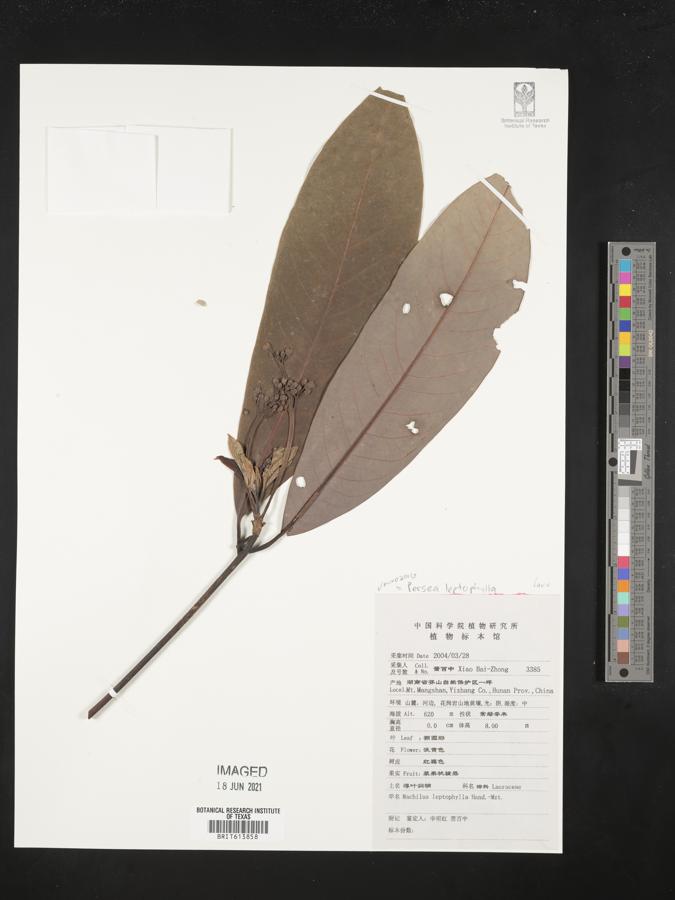 Machilus leptophylla image
