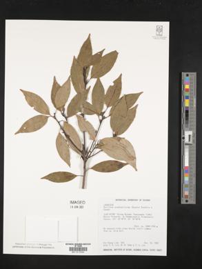 Image of Neolitsea acuminatissima